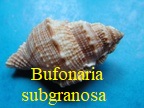 Bufonaria subgranosa, Sowerby 1836